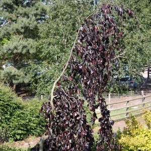 Buk pospolity (Fagus sylvatica) Black Swan c3 zdjęcie 1