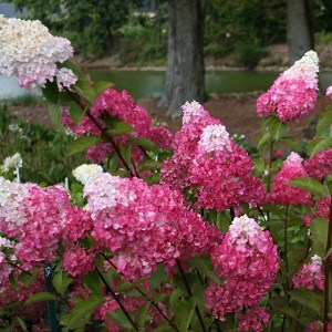 Hortensja bukietowa (Hydrangea) Fraise Melba na pniu c4 zdjęcie 1