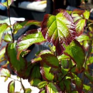 Parocja perska (Parrotia persica) Persian Spire zdjęcie 1