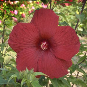 Hibiskus bylinowy (Hibiscus moscheutos) My Valentine zdjęcie 1
