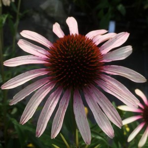 Jeżówka purpurowa (Echinacea) Pink Tip zdjęcie 1