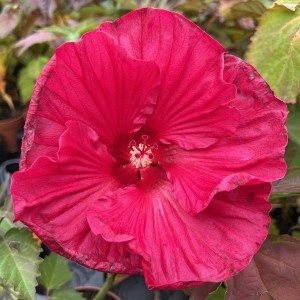 Hibiskus bylinowy (Hibiscus moscheutos) Summer In Paradise zdjęcie 1