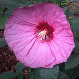 Hibiskus bylinowy (Hibiscus moscheutos) Berry Awesome zdjęcie 1