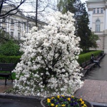 Magnolia gwiaździsta (Magnolia stellata) c7,5 zdjęcie 1