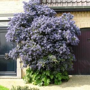 Prusznik (Ceanothus impressus) Victoria zdjęcie 1