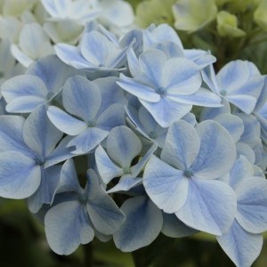 Hortensja ogrodowa (Hydrangea) Peppermint c3 zdjęcie 8