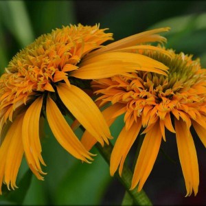 Jeżówka purpurowa (Echinacea) Secret Glow zdjęcie 1