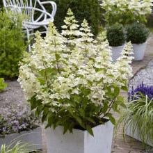 Hortensja bukietowa (Hydrangea paniculata) Confetti zdjęcie 1