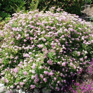 tawu__a_japo__sk_51cabf863f37d.jpg