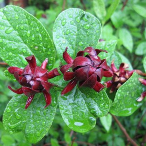 Kielichowiec wonny (Calycanthus floridus) c10 foto 1
