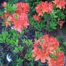 Azalia wielkokwiatowa (Azalea) Speak's Orange c2 zdjęcie 1