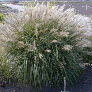 Miskant chiński (Miscanthus chinensis) Kleine Fontane zdjęcie 1