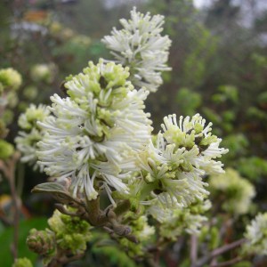 Fotergilla większa (Fothergilla major) c3 zdjęcie 1