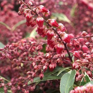 Pieris japoński (Pieris japonica) Polar Passion c2 zdjęcie 1