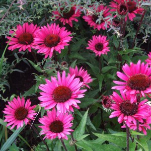 Jeżówka purpurowa (Echinacea) Fatal Attraction zdjęcie