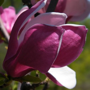 Magnolia Till March Frost c4 zdjęcie 1