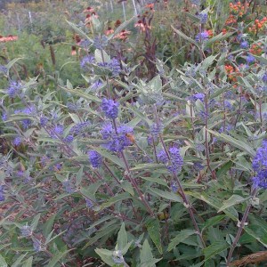 Barbula klandońska (Caryopteris clandonensis) Black Knight zdjęcie 1