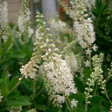 Orszelina olcholistna (Clethra alnifolia) Hummingbird c3 zdjęcie 1