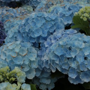 Hortensja ogrodowa (Hydrangea) Homigo c3 zdjęcie 1