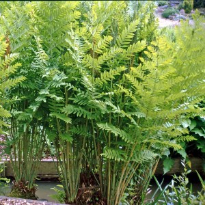 Długosz królewski (Osmunda regalis) Purpurascens c2 zdjęcie 1