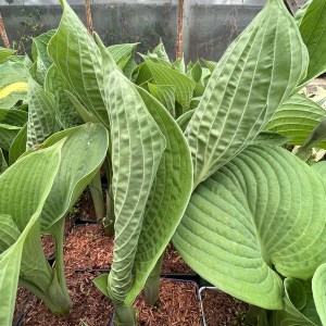 Funkia (Hosta) Jurassic Park zdjęcie 1