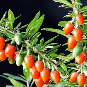 Jagody Goji - jagody życia (Lycium barbarum) c2 zdjęcie 1