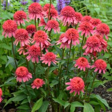 Jeżówka purpurowa (Echinacea) Flamingo zdjęcie 1