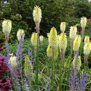 Trytoma (Kniphofia) Ice Queen zdjęcie 1