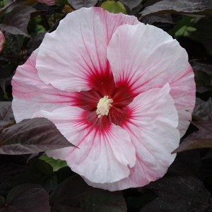 Hibiskus bylinowy (Hibiscus moscheutos) Perfect Storm zdjęcie 1