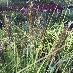 Trawa rozplenica japońska (Pennisetum) piórkówka Viridescens zdjęcie 1