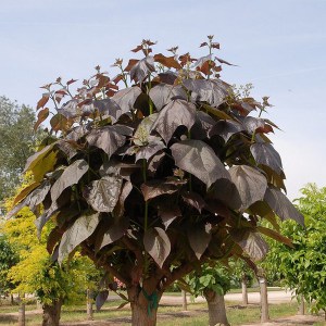Katalpa, surmia (Catalpa x erubescens) Purpurea c7 zdjęcie 1