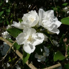 Jaśminowiec (Philadelphus) Bouquet Blanc c2 zdjęcie 1