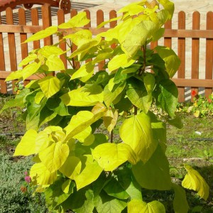 Katalpa, surmia (Catalpa bignonioides) Aurea c7 zdjęcie 1