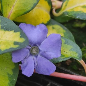 Barwinek większy (Vinca major) Illumination zdjęcie 1