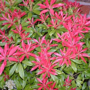 Pieris japoński (Pieris japonica) Forest Flame zdjęcie 1