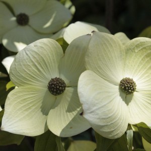 Dereń kousa (Cornus kousa) Schmetterling c4 zdjęcie 1