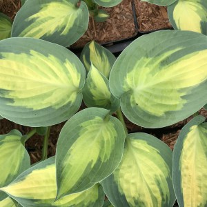 Funkia (Hosta) Forbidden Fruit zdjęcie 4