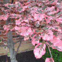 Buk trójkolorowy (Fagus Purpurea) Tricolor c1,5 zdjęcie 1