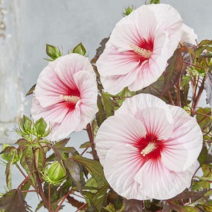 Hibiskus bylinowy (Hibiscus moscheutos) Carousel Jolly Heart zdjęcie 1