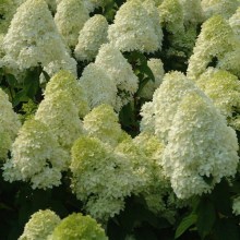 Hortensja bukietowa (Hydrangea paniculata) Limelight c2 zdjęcie 1