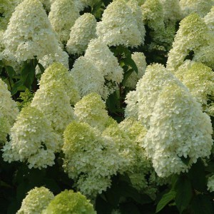 Hortensja bukietowa (Hydrangea paniculata) Limelight c2 zdjęcie 1