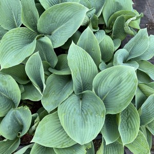 Funkia (Hosta) Jurassic Park zdjęcie 1