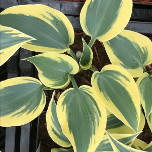 Funkia (Hosta) Ben Vernooy zdjęcie 1