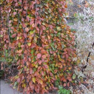 Buk pospolity (Fagus sylvatica) Purpurea Pendula c4 zdjęcie 1