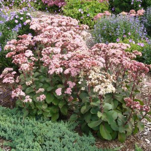 Rozchodnik ogrodowy (Sedum hybridum) Matrona zdjęcie 1