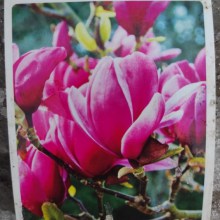 Magnolia Shirazz zdjęcie 1