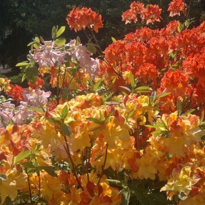 Azalia omszona (Azalea mollis) mix kolorów c1 zdjęcie 1