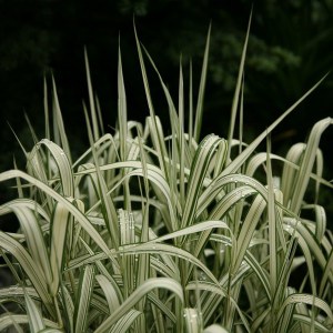 Miskant chiński (Miscanthus chinensis) Variegatus zdjęcie 1
