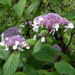 Hortensja kosmata - omszona (Hydrangea aspera) Macrophylla c3 zdjęcie 1