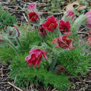 Sasanka (Pulsatilla) czerwona sadzonka zdjęcie 1